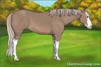 Horse Color:Silver Grullo Sabino Splash 