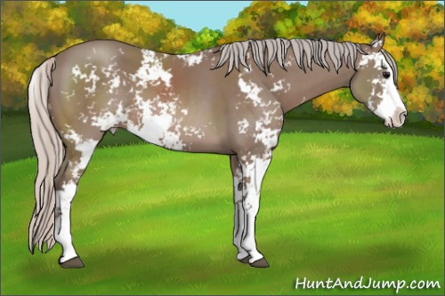 Horse Color: Silver Black Sabino 