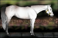 Horse Color:Gray Bay 