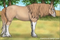 Horse Color:Gold Champagne Splash 