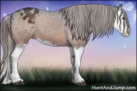 Horse Color:Bay Splash Appaloosa 