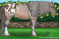 Horse Color:Bay Blanket 