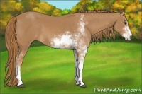 Horse Color:Chestnut Sabino