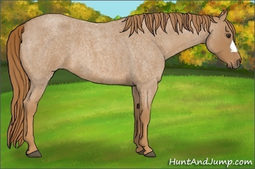 Horse Color:Red Roan