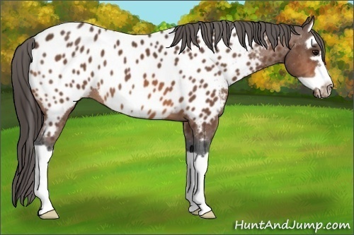 Horse Color:Bay Splash Frame Near Leopard