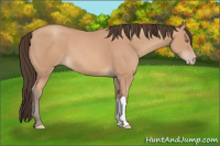 Horse Color:Amber Champagne 