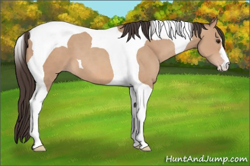 Horse Color: Classic Champagne Tobiano 