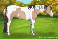 Horse Color:Classic Champagne Tobiano