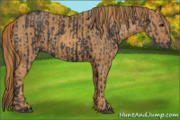 Horse Color:Brown Rabicano  Brindle