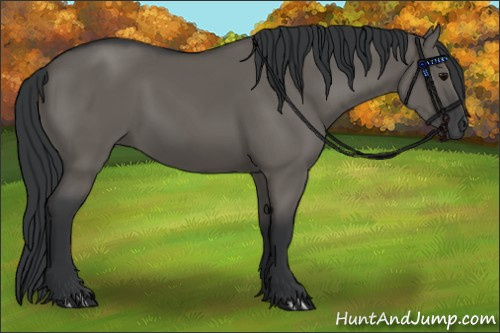 Horse Color: Grullo Rabicano 