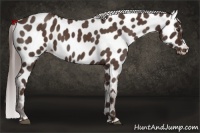 Horse Color:Liver Red Roan Appaloosa 