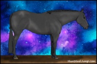 Horse Color:Black Sabino