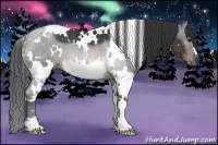 Horse Color:White Spotted Brown Rabicano