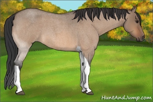 Horse Color: Bay Roan Dun Tobiano 