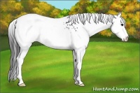 Horse Color:White Spotted Brown Appaloosa Rabicano 