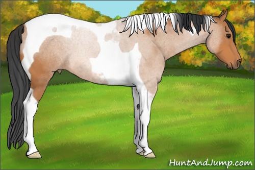 Horse Color: Bay Tobiano 