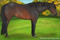 Horse Color:Brown 