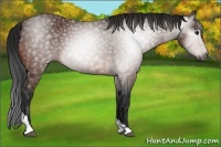 Horse Color:Gray Bay Tobiano 