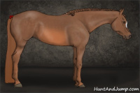 Horse Color:Liver Chestnut 