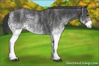 Horse Color:White Spotted Blue Roan Rabicano  Brindle