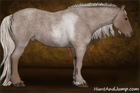 Horse Color:Silver Blue Roan 