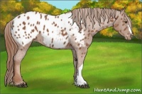 Horse Color:Chestnut Near Leopard 