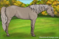 Horse Color:Silver Grullo 