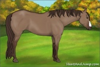 Horse Color:Liver Red Dun 