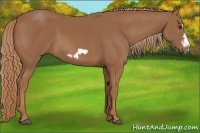 Horse Color:Chestnut Frame 