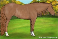 Horse Color:Chestnut Rabicano 