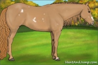 Horse Color:White Spotted Chestnut Frame 