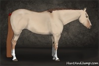 Horse Color:White Spotted Red Dun 