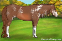 Horse Color:White Spotted Chestnut 