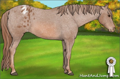 Horse Color: Chestnut Blanket 