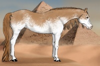Horse Color:White Spotted Chestnut 