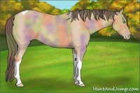 Horse Color:Nacre Amber Champagne Tobiano Rabicano 