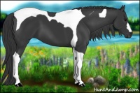 Horse Color:Black Tobiano 
