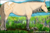 Horse Color:Buckskin Blanket 