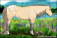 Horse Color:Buckskin Blanket 