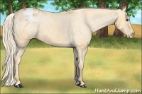 Horse Color:Palomino Appaloosa 