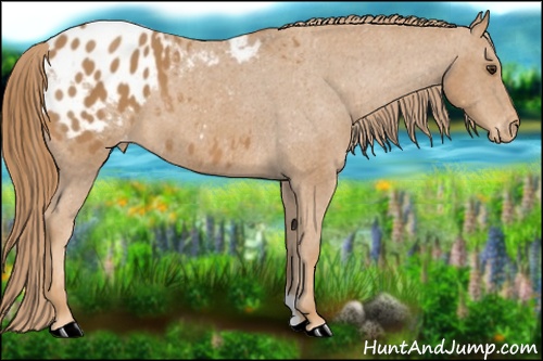 Horse Color: Chestnut Blanket 