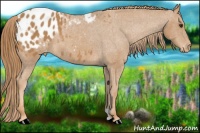 Horse Color:Chestnut Appaloosa 