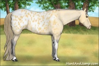 Horse Color:Buckskin Tobiano Blanket 