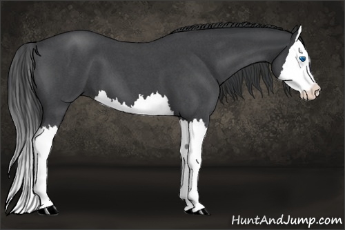 Horse Color:Blue Roan Splash 