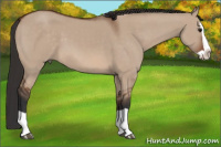 Horse Color:Bay Dun Splash 
