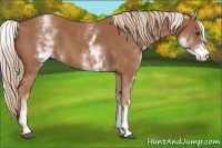 Horse Color:White Spotted Chestnut 