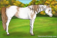 Horse Color:White Spotted Chestnut 