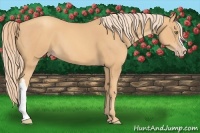 Horse Color:Gold Champagne