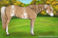 Horse Color:White Spotted Chestnut 