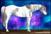 Horse Color:Blue Roan Splash Tobiano Appaloosa 